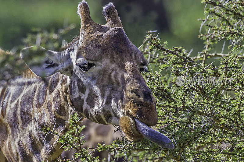 罗斯柴尔德长颈鹿(Giraffa camelopardalis rothschildi)是最濒危的长颈鹿亚种之一，野生长颈鹿只有几百只。纳库鲁湖国家公园，肯尼亚。吃东西。